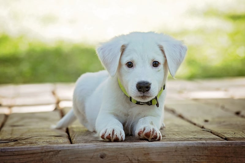 Downward-Facing Dog